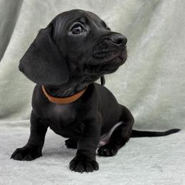 Male 1 - Black male Dachshund puppy in Birmingham, Alabama from LongBottomDachshunds