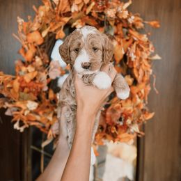 Green Boy - Red  male Goldendoodle puppy in Beecher, Illinois from Cherry Lane Doodles