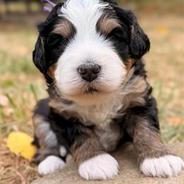 MJ - Tri-color female Bernedoodle puppy in Sandy, Oregon from MC Doodles