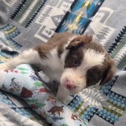 Bruno - Red male Border Collie puppy in Gary, Indiana from Lake Ridge Border Collies