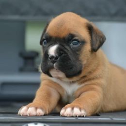 Porthos - Fawn male Boxer puppy in Earlsboro, Oklahoma from Lieben Boxers
