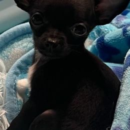 Chihuahua Puppies from Chloe & Friends