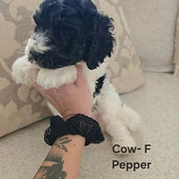 Cow Collar - Black and white female Cockapoo puppy in Paducah, Kentucky from Cockapoos -N- Poodles of Western Kentucky