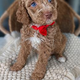 Sailor - Cream male Goldendoodle puppy in Escalon, California from Miley&Co.