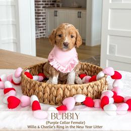 BUBBLY - Apricot female Goldendoodle puppy in Bell Buckle, Tennessee from Precious Puptown Doodles