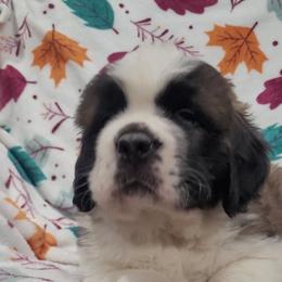 Te Fiti - Mahogany and white female Saint Bernard puppy in Brandon, South Dakota from Split Rock Saints