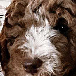 Goldendoodles, Labradoodles, and Poodles from Cherokee Creek Labradors and Doodles