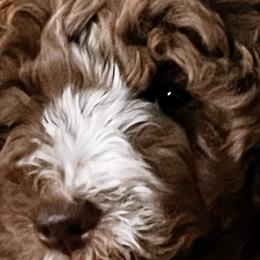 Goldendoodles, Labradoodles, and Poodles from Cherokee Creek Labradors and Doodles