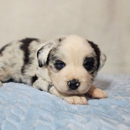 Moses - Blue merle male Australian Shepherd puppy in Owensboro, Kentucky from JnT's Bluegrass Mini Aussies