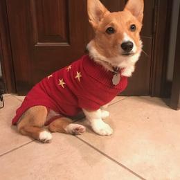 "Zoey" Pembroke Welsh Corgi All Grown Up from Country Tyme Corgis
