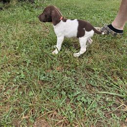 German Shorthaired Pointer Puppies from Rustic Creek Farms