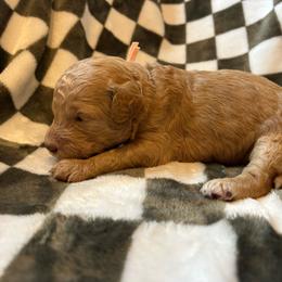 Pink Girl - Apricot female Goldendoodle puppy in Huntsville, Alabama from Winchester Doodles