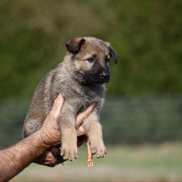 Orange - Sable male German Shepherd puppy in Cherryville, North Carolina from Masky Kennel