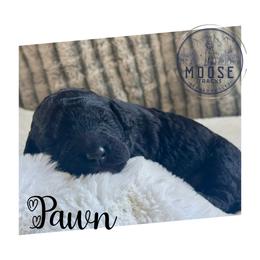 Pawn - Black female Bernedoodle puppy in Belleville, Michigan from Moose Tracks Bernedoodles