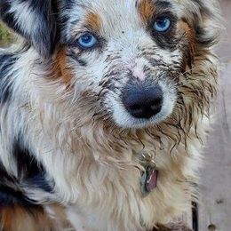 Miniature Australian Shepherds from Kingscastle Ranch