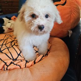 Pinkie - White and buff female Bichon Frise puppy in Chatham, Illinois from Bichon Frise Partnership