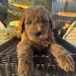 Light blue - Cream male Goldendoodle puppy in Seguin, Texas from Dude Ranch Doodles