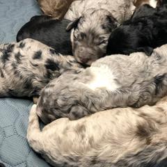 Aussiedoodle Puppies from Our Appalachian Doodles