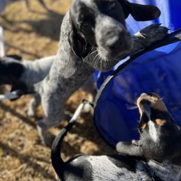 Bluetick Coonhound Puppies from The Boneyard Country Kennels