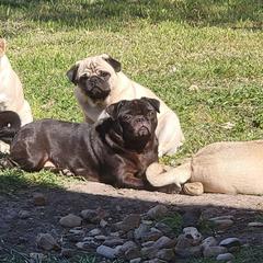 Pugs from Yager Grumble South Texas Pugs