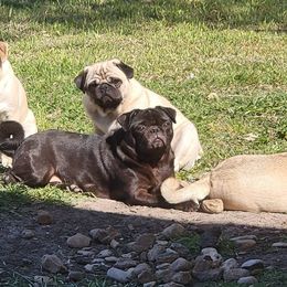 Pugs from Yager Grumble South Texas Pugs