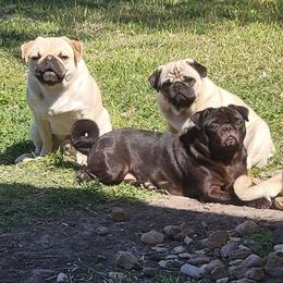 Pugs from Yager Grumble South Texas Pugs