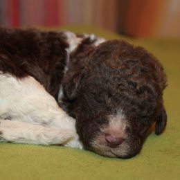 Poodle Puppies from DuBois Standard Poodles