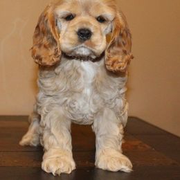 Chole's Cocker Spaniels breeder of Cocker Spaniel