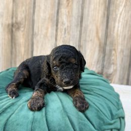 Bramley - Black and tan male Cavapoo puppy in Wamego, Kansas from Doodles of Oz