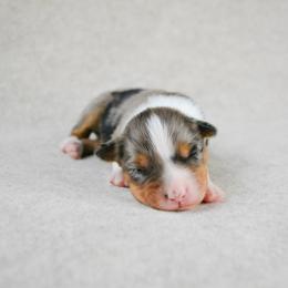 Wrangler - Blue merle male Australian Shepherd puppy in Aberdeen, North Carolina from Huckleberry Hill Aussies LLC.