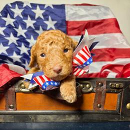 Kona - Apricot male Aussiedoodle puppy in Haleyville, Alabama from The Cuddly Dood Ranch