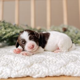 Lord - 12 Days of Christmas - Chocolate male Goldendoodle puppy in Syracuse, Indiana from The Doodle Cove