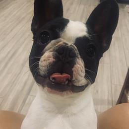 Dolly - French Bulldog