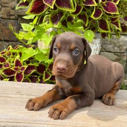 Riley - Red and rust male Doberman Pinscher puppy in Boyd, Texas from Team Feem Breeders