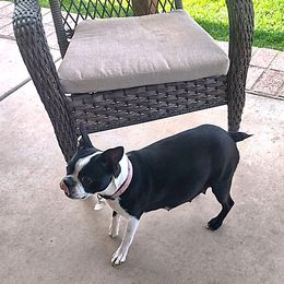 Trixie - Boston Terrier