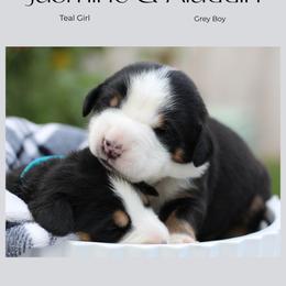 Aladdin: Grey Boy - Black, white and red male Greater Swiss Mountain Dog puppy in Rexburg, Idaho from Silver String Swissies
