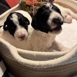 Bernedoodle and Double Doodle Puppies from ETX Dandy Doodle