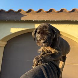 Cane Corso Puppies from ThinLine Cane Corso