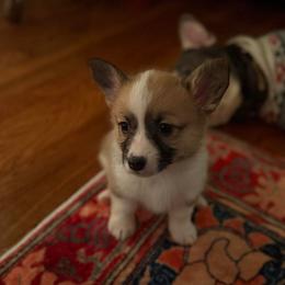 Green Collar female - Sable female Pembroke Welsh Corgi puppy in Grantsville Md, Maryland from Standing Oaks Kennel