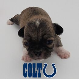 Chihuahua Puppies from Precious Paws of Florida