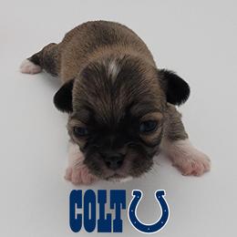 Chihuahua Puppies from Precious Paws of Florida