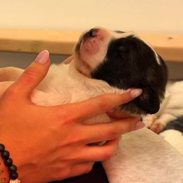 Pyrenean Mastiff Puppies from Bella Dulce