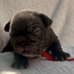 French Bulldog Puppies from Hope Mountain French Bulldogs