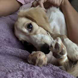 Moe - Dachshund