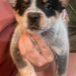 Boy 5 - Blue male Australian Cattle Dog puppy in Norton, Ohio from Australian Cattle Dog Company