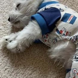 Miniature Schnauzers from Schnauzer puppies