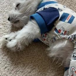 Miniature Schnauzers from Schnauzer puppies