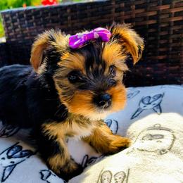 Princess Rapunzel - Black and tan female Yorkshire Terrier puppy in Rancho Cordova, California from JUAREZ FAMILY YORKIES