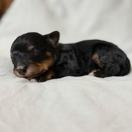 Scotty - Phantom male Bernedoodle puppy in Warrensburg, Missouri from Dreamer Ridge Puppies