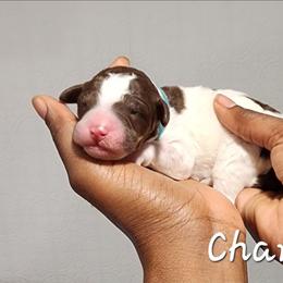Charlie - Parti male Poodle puppy in Dover, Delaware from Dogtastic Poodles